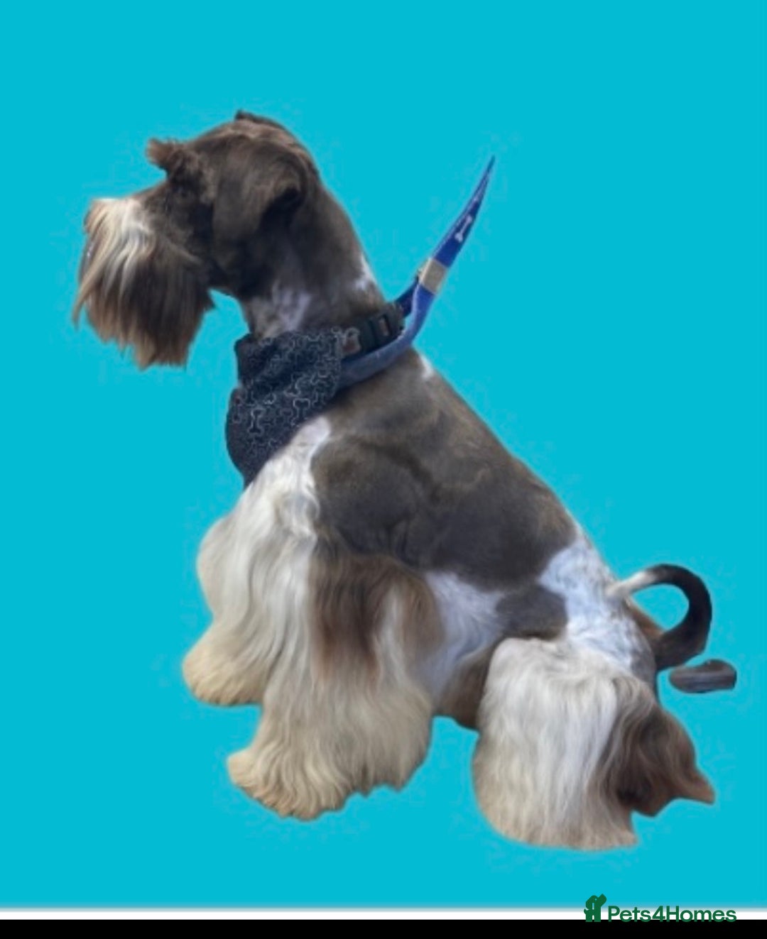 Miniature Schnauzer dogs for stud: KC CHOC/WHITE MIN SCHNAUZER BVA AND MAC CLEAR in Coventry - Advert 16