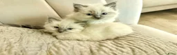 Ragdoll cats for sale: 🐾 Beautiful Ragdoll Kittens - Stunning example - Advert 2
