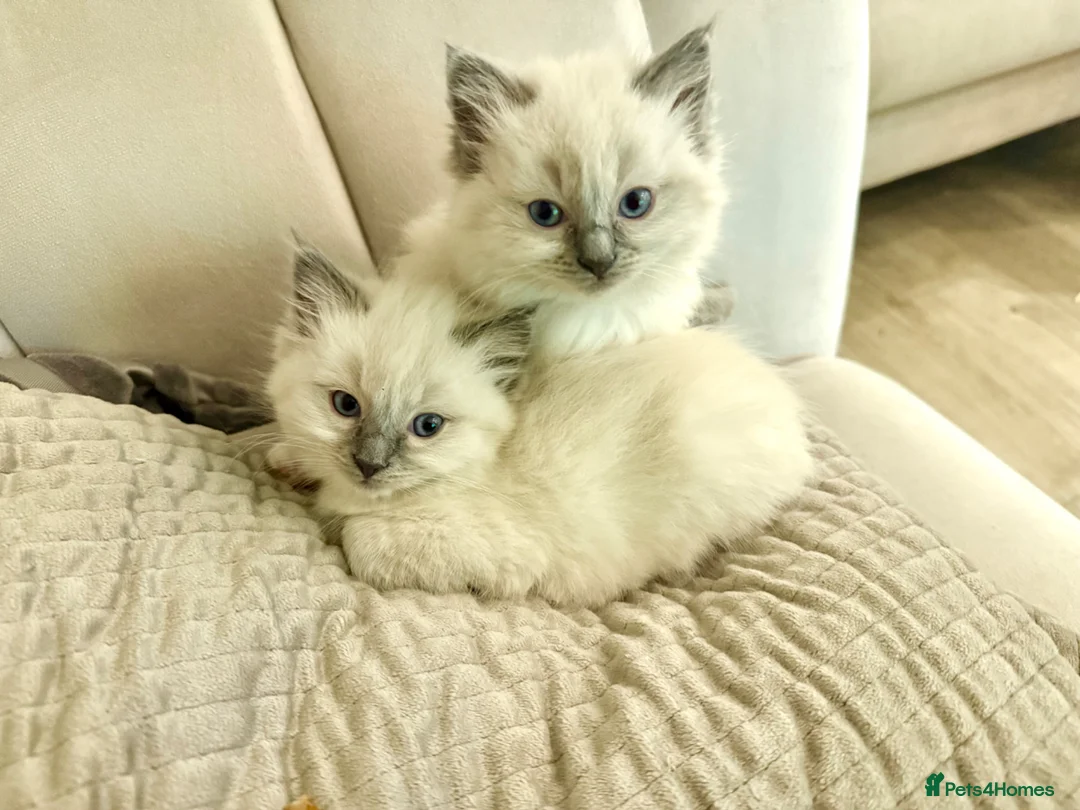 Ragdoll cats for sale: 🐾 Beautiful Ragdoll Kittens - Stunning example - Advert 2