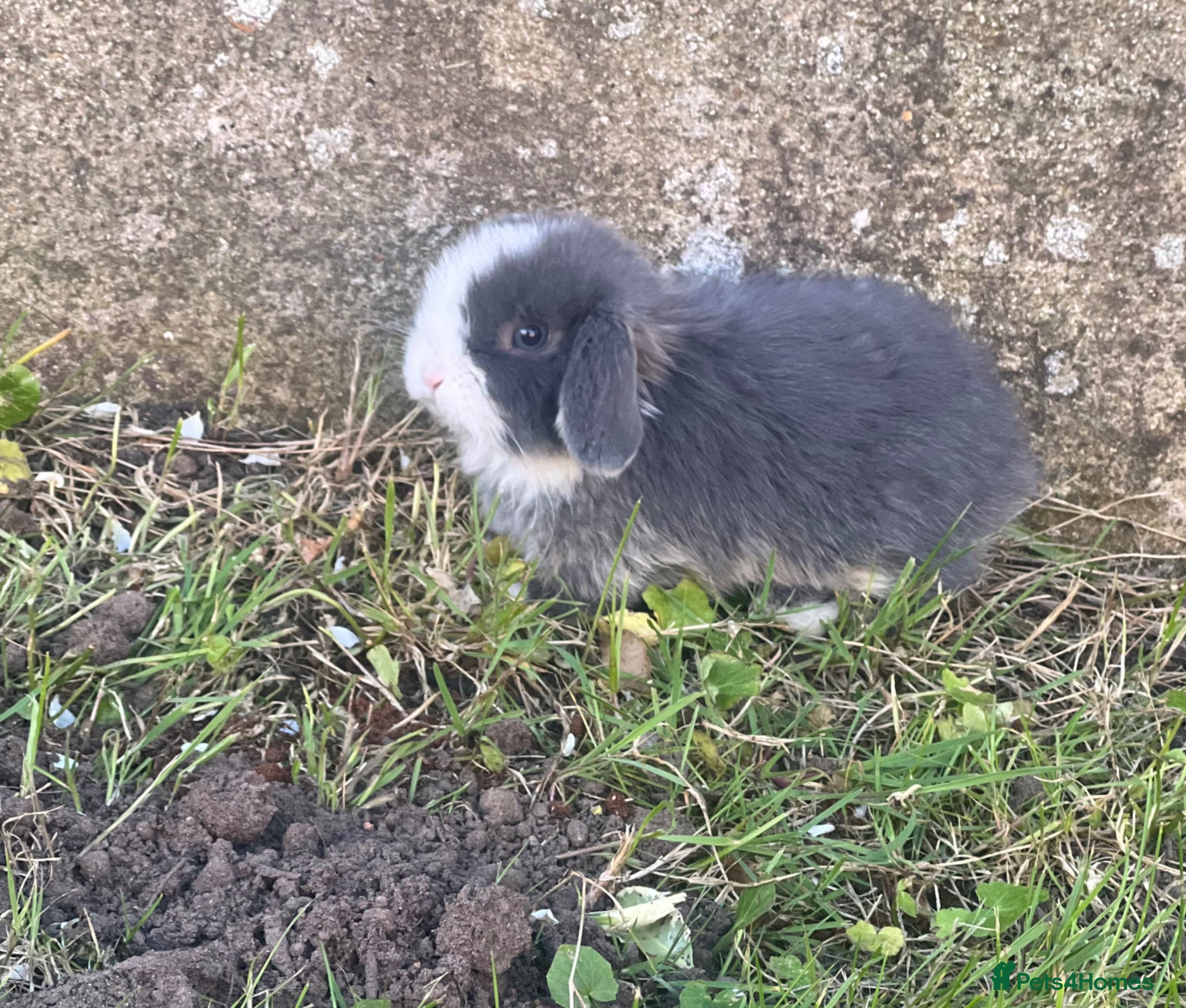 Mini Lop rabbits 4 Beautiful Mini lops for sale ( 6 weeks old)  - Advert 13
