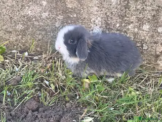 Mini Lop rabbits 4 Beautiful Mini lops for sale ( 6 weeks old) - Advert 13