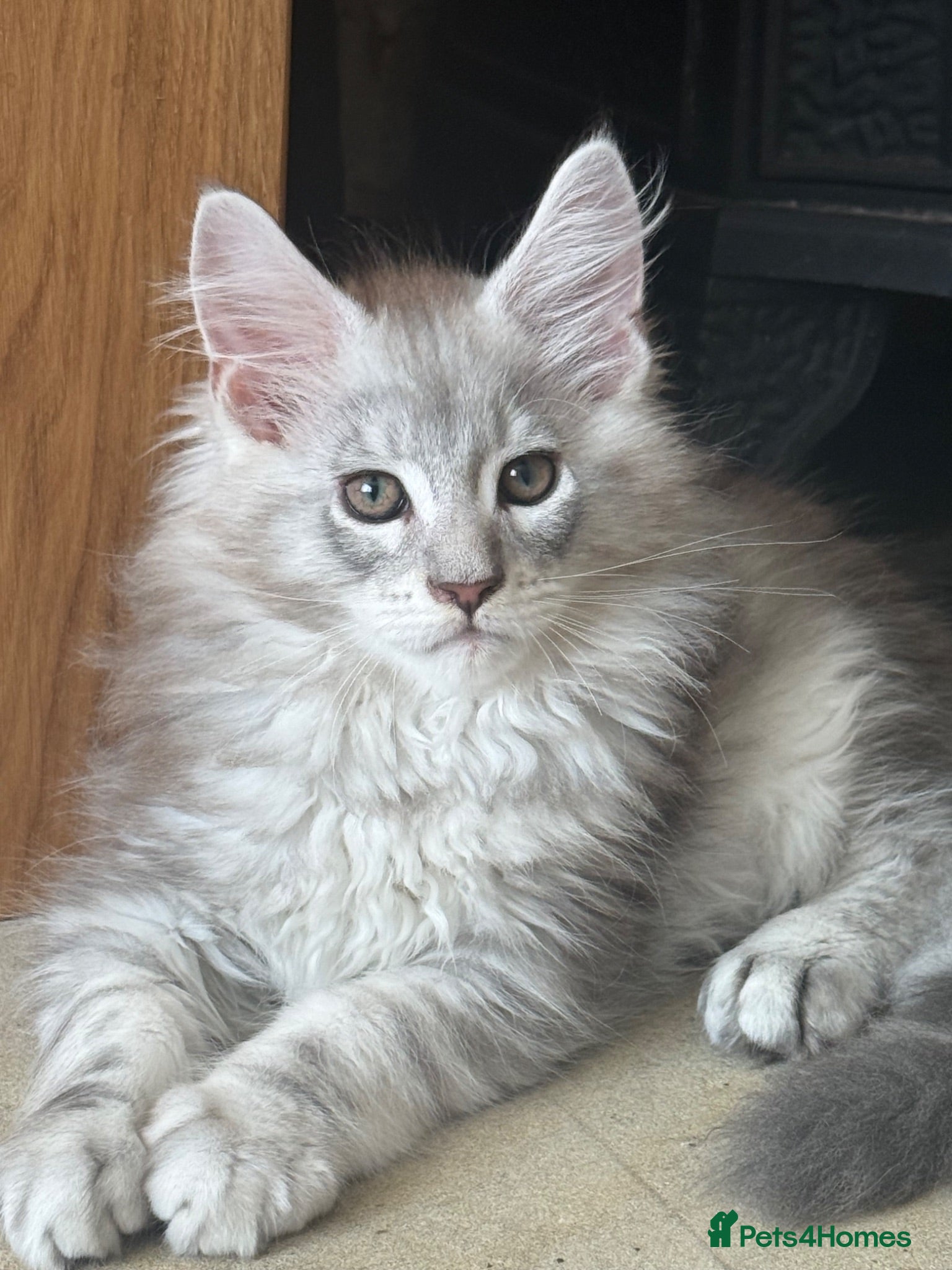 Maine Coon cats Tica registered  - Advert 3