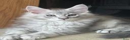 Maine Coon cats for sale: Tica registered  - Advert 1