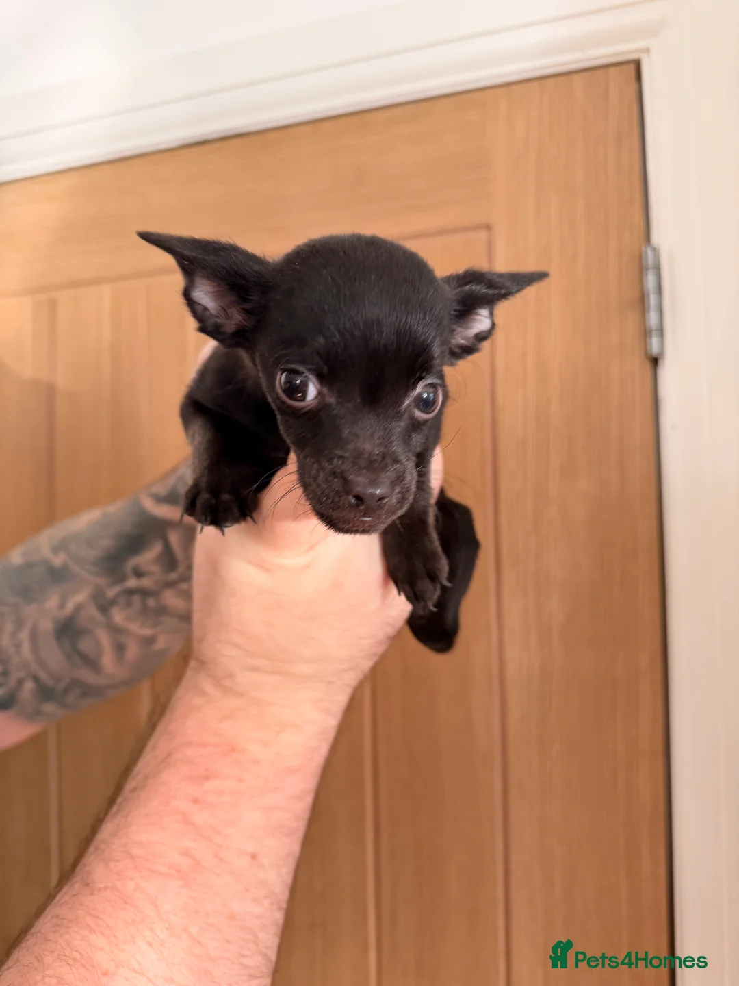 Mixed Breed dogs for sale: French yorkiepoo’s available now - Advert 6