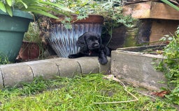 Cocker Spaniel dogs for sale: Black Cocker Spaniel Puppies - Image 7