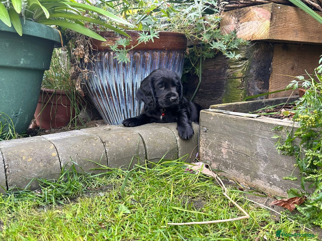 Cocker Spaniel dogs for sale: Black Cocker Spaniel Puppies - Image 7