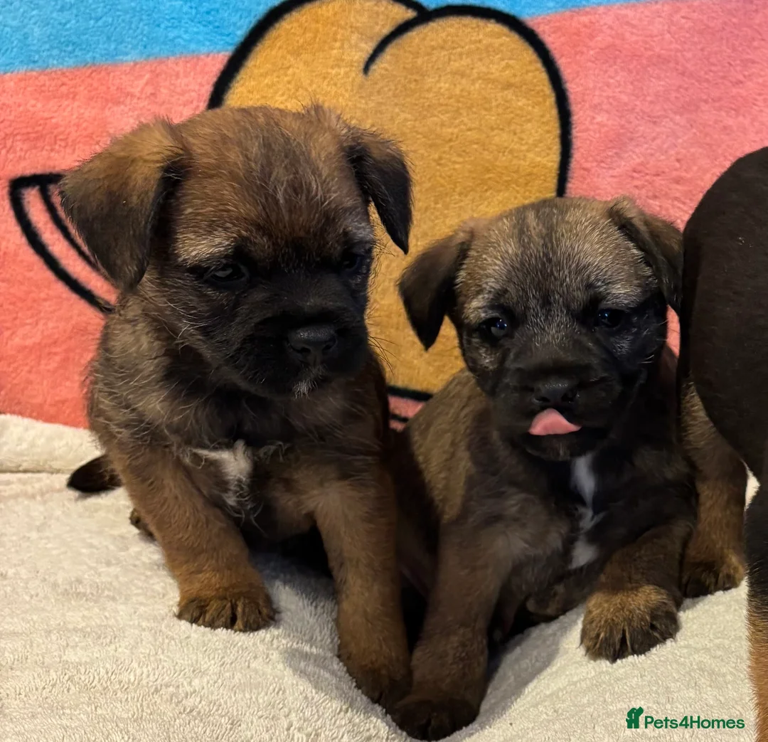 Border Terrier dogs for sale: Border terrier puppy’s ready now  - Advert 9