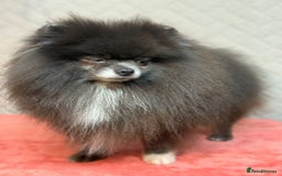 Pomeranian dogs for adoption: Tommy: The Little Dog Who Escaped Hell - Image 3