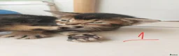 Abyssinian cats for sale: Beautiful mixed breed kittens  - Advert 9