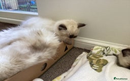 Ragdoll cats for sale: Adorable Ragdoll Kittens - Image 40