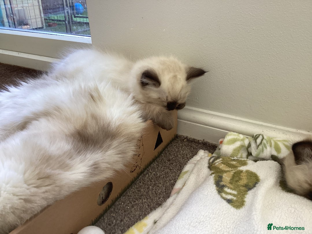 Ragdoll cats for sale: Adorable Ragdoll Kittens - Image 40