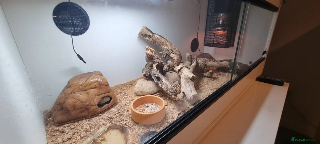 Leopard Gecko reptiles for sale: Leopard gecko in Whitby - Advert 2