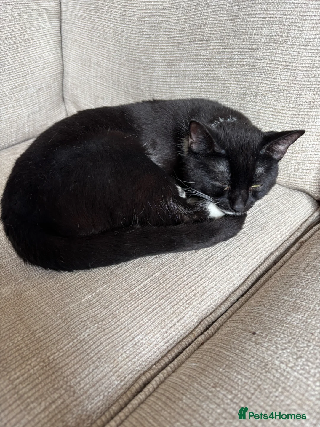 Mixed Breed cats for sale: Friendly tuxedo cat needs loving home - Advert 2