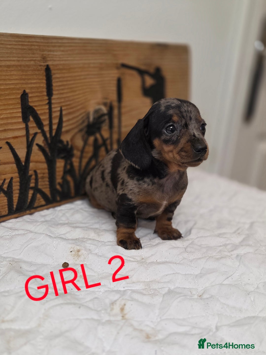 Miniature Dachshund dogs for sale: QUALITY PRA CLEAR MIN DACHSHUNDS  - Advert 8