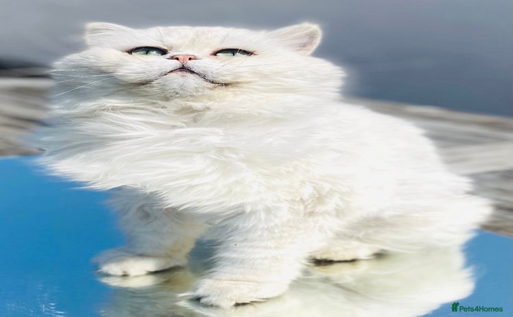Persian cats in Gerrards Cross - Advert 7