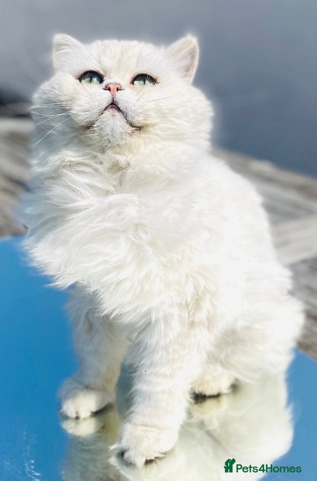 Persian cats for stud: ⭐️PERSIAN CHINCHILLA  PEDIGREE  STUD⭐️ in Gerrards Cross - Image 2
