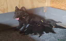 German Shepherd dogs for sale: Kc reg, health test parents german shepherds pups - Image 5