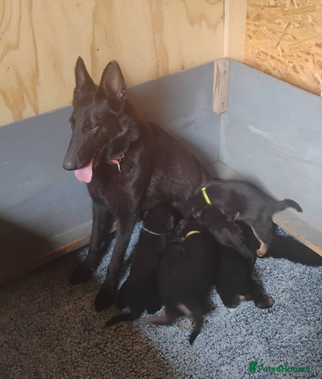 German Shepherd dogs for sale: Kc reg, health test parents german shepherds pups - Image 5
