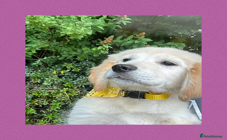 Golden Retriever dogs - Advert 4