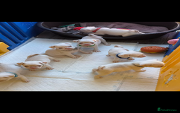 Pug dogs for sale: 7 boys ready to go next week!!!🩵 - Image 2