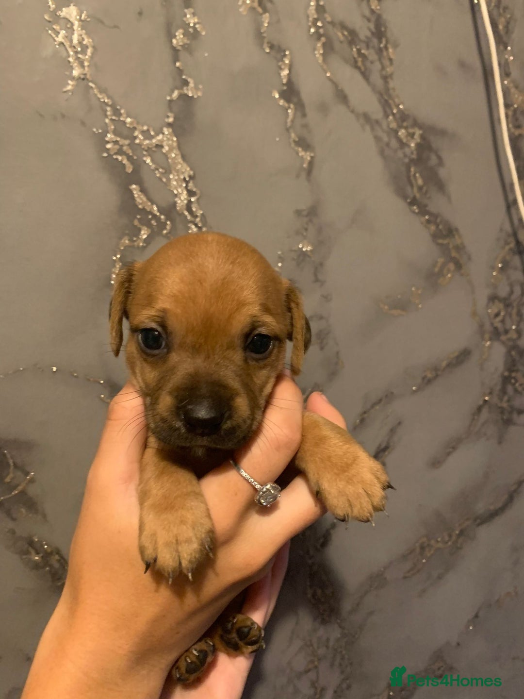 Jug dogs for sale: Beautiful litter of jack russle x jug - Image 7