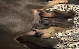 French Bulldog dogs for sale: French bulldogs Liliac tans and fawns  - Image 4