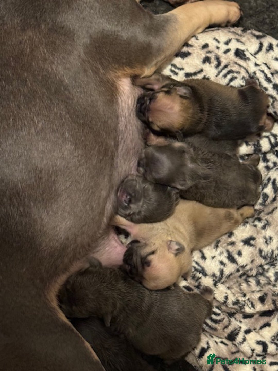 French Bulldog dogs for sale: French bulldogs Liliac tans and fawns  - Image 4