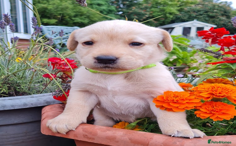 Labrador Retriever dogs - Advert 4
