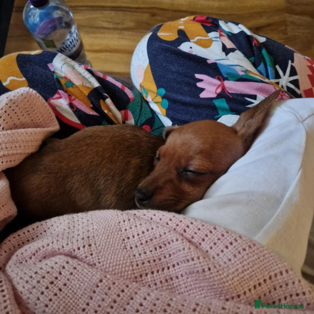 Mixed Breed dogs for sale: Beautiful little girl  - Advert 6