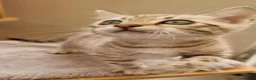 Bengal cats for sale: TICA Purebred rosetted Bengal Kittens - Advert 12