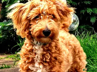 Maltipoo dogs Maltipoo Puppies with Confirmed Parentage - Advert 15