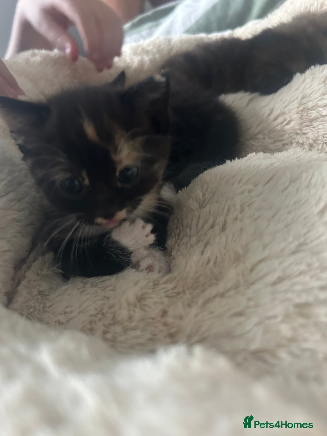 Mixed Breed cats for sale: Two very cheeky kittens left *Ready now* - Advert 3