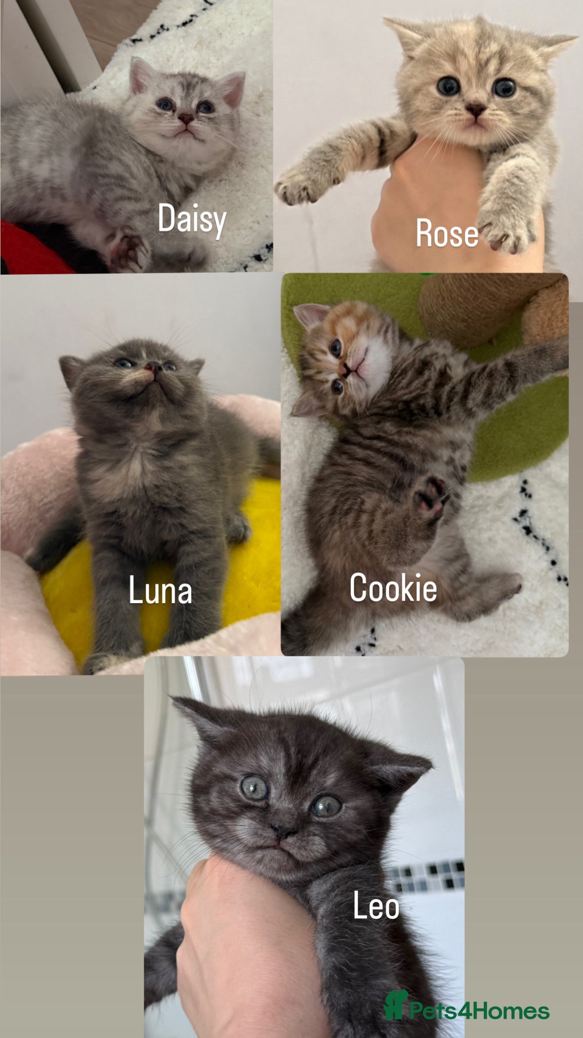 British Shorthair cats Cutest bsh babies 🤍🦋🤍  - Advert 1
