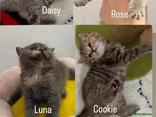 British Shorthair cats Cutest bsh babies 🤍🦋🤍 - Advert 1