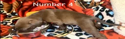 Mixed Breed dogs for sale: Athena x Ares Puppies – Not for Everyone in Manchester - Advert 18