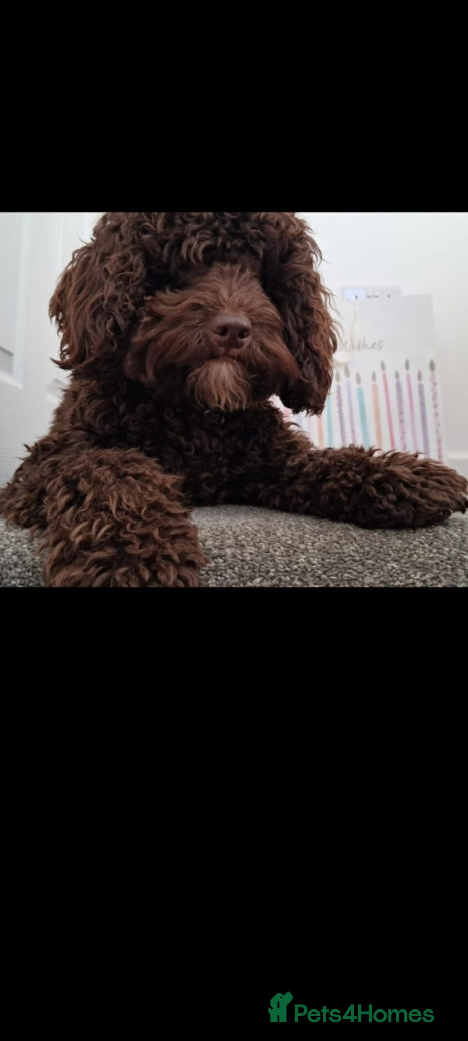 Cockapoo dogs Cockapoo stud chocolate proven  - Advert 17