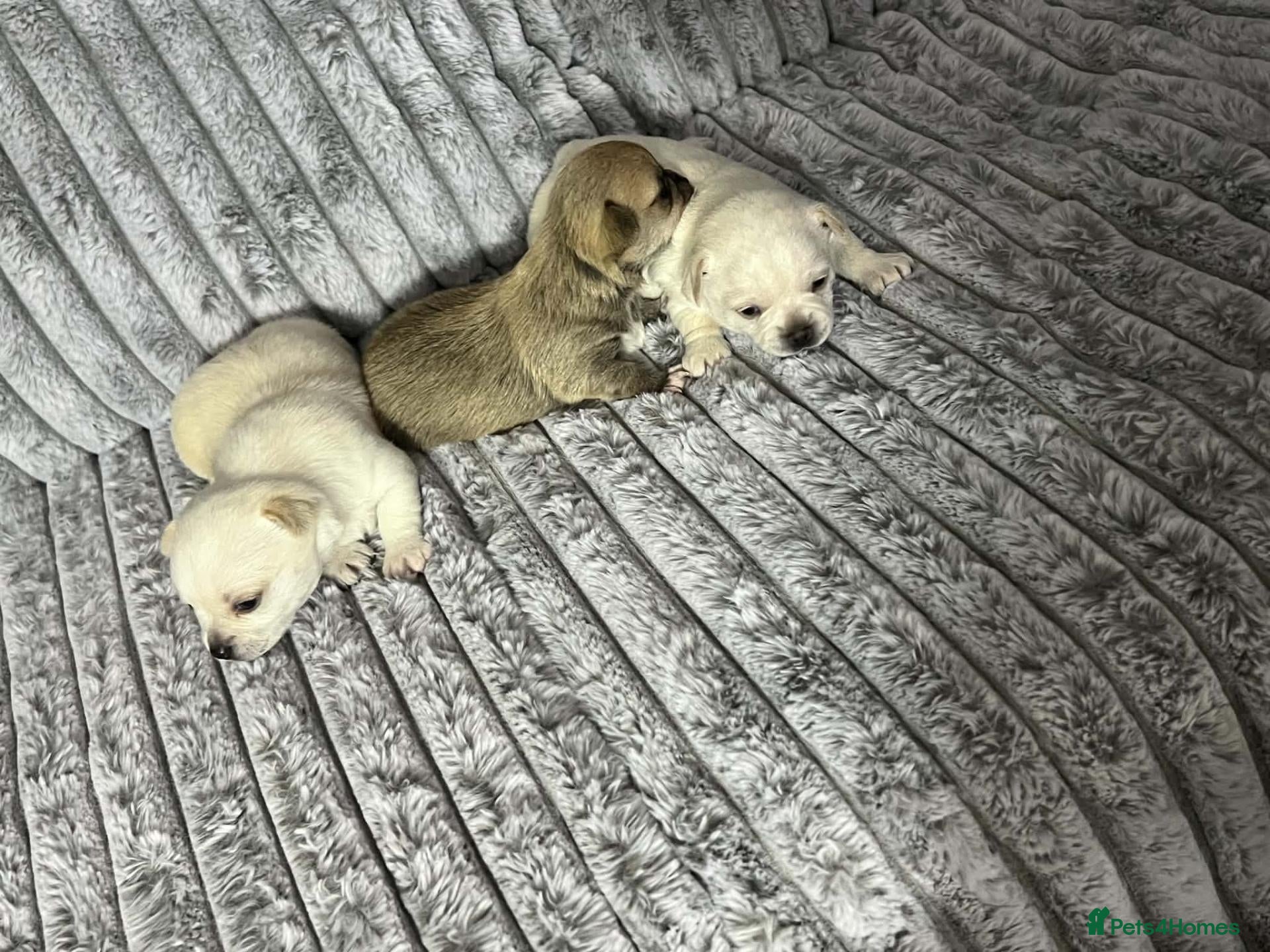 Chihuahua dogs Puppys for sale  - Advert 2