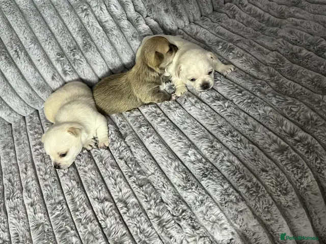 Chihuahua dogs for sale: Puppys for sale - Advert 23