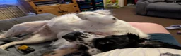 Sprocker dogs for sale: Looking for a new home please read info - Advert 11