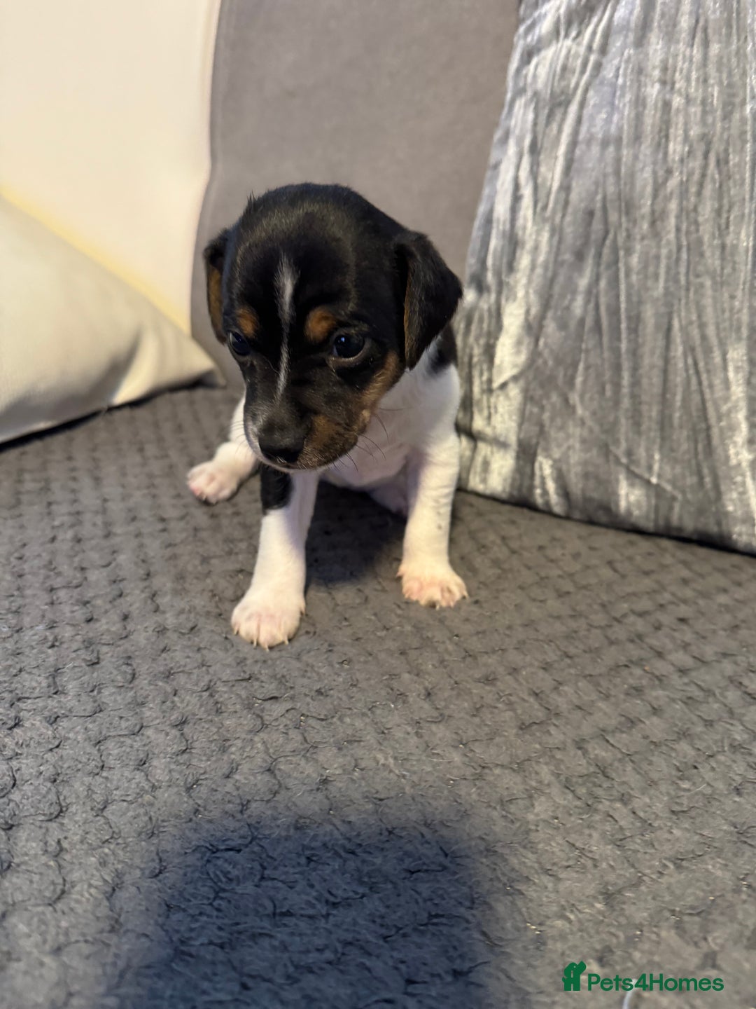 Jack Russell dogs for sale: Jack Russel puppies  - Advert 7