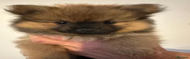 Pomeranian 1