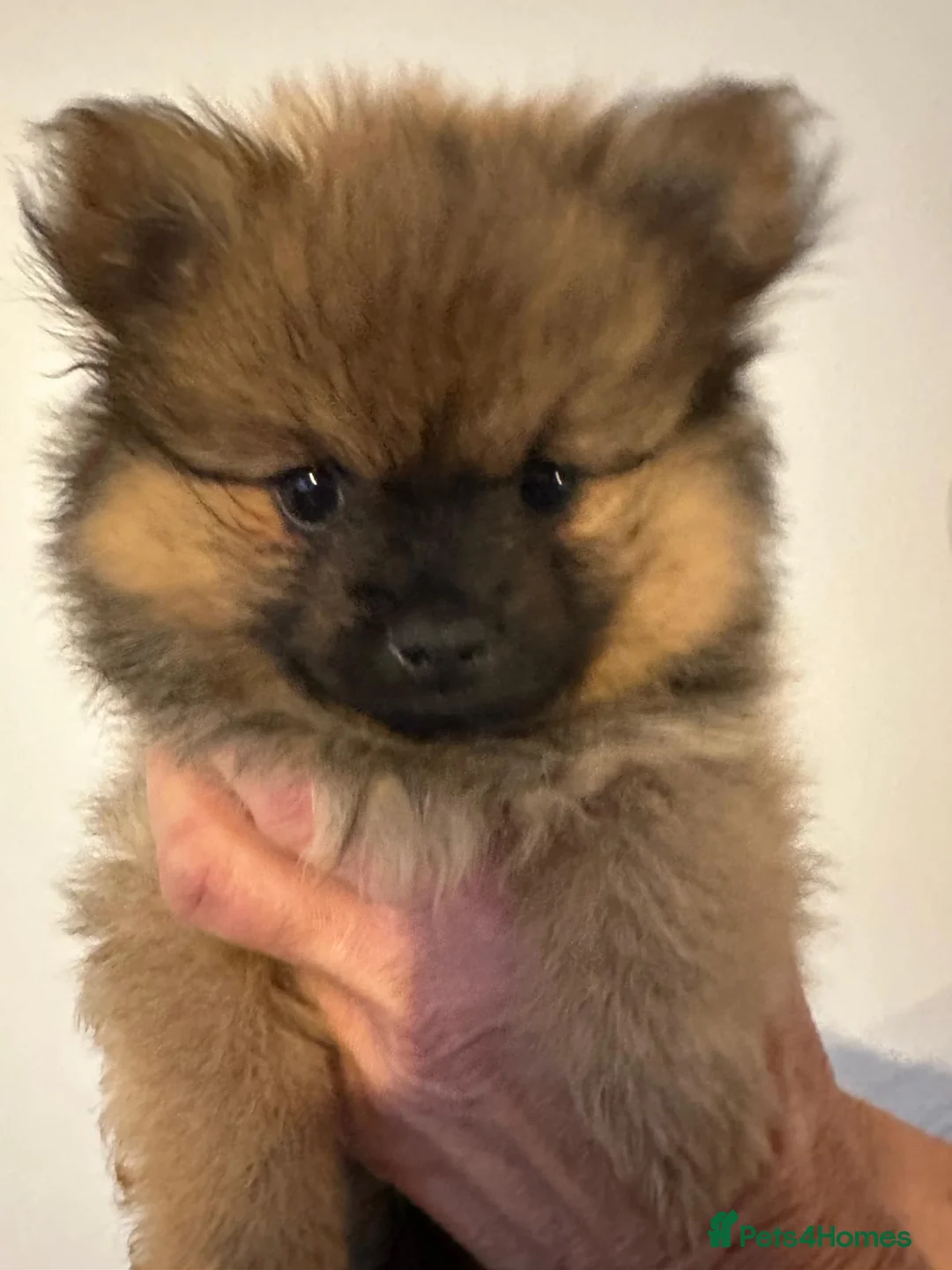 Pomeranian dogs for sale: 3 beautiful pomeranian boys - Advert 2