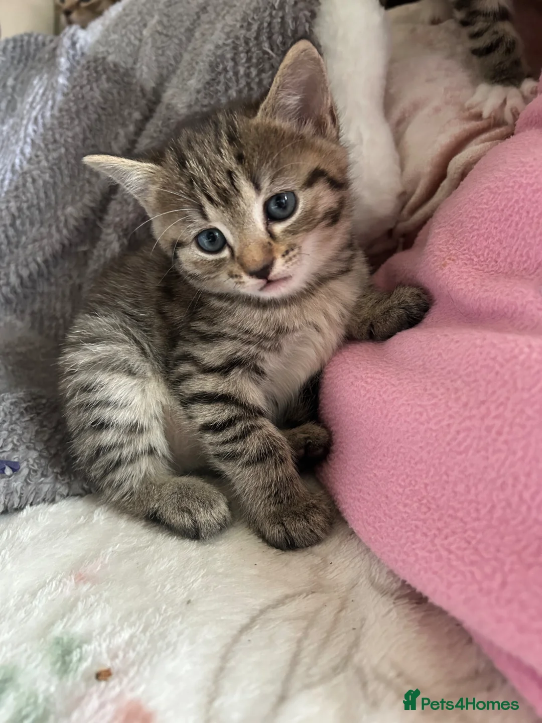 Mixed Breed cats for sale: Tabby kittens  in Hull - Advert 6