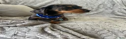 Miniature Dachshund dogs for sale: Miniature Dachshund  - Advert 15