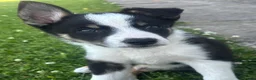Border Collie dogs for sale: 5 beautiful, playful bordercollie puppies - Advert 2