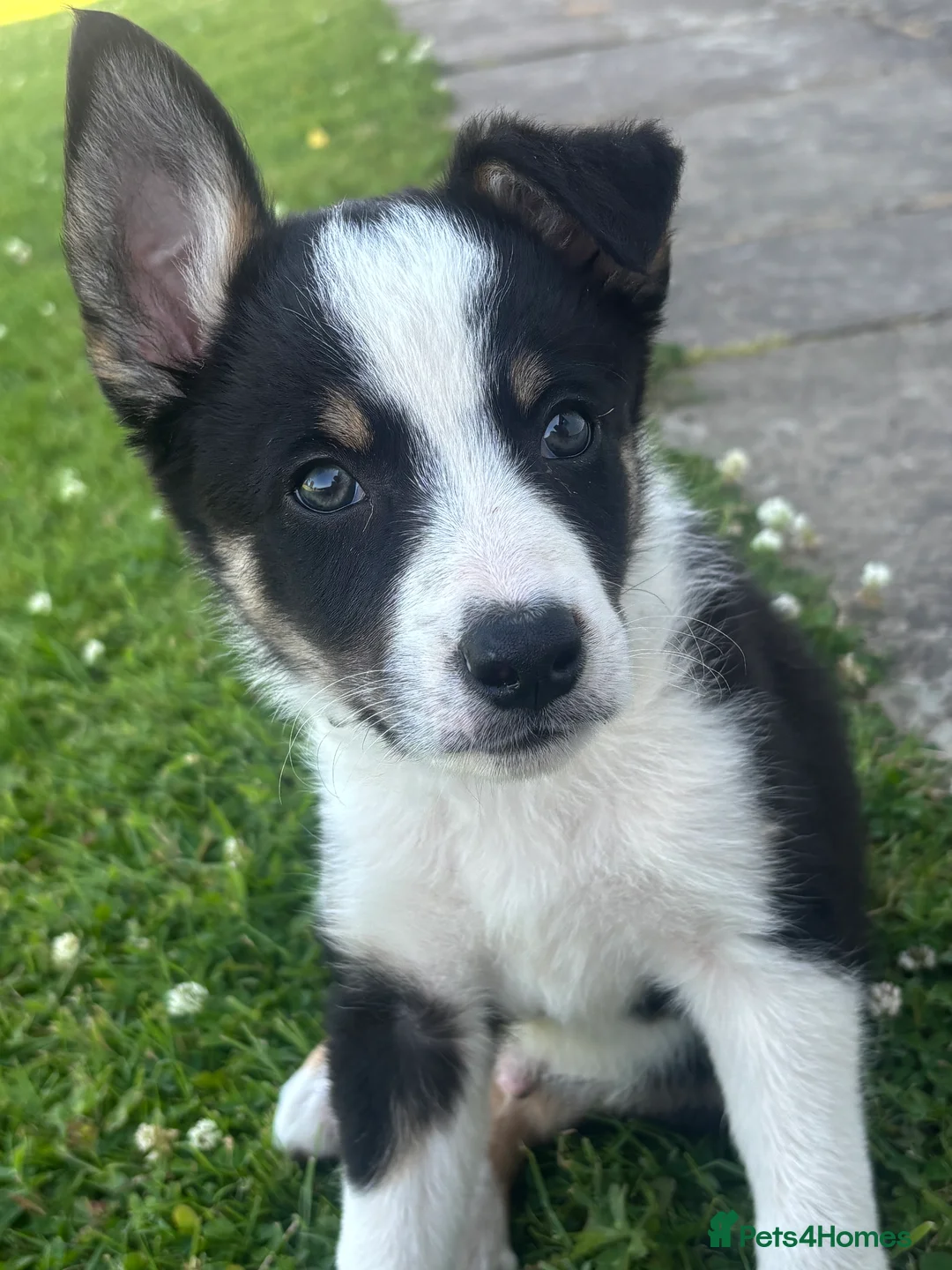 Border Collie dogs for sale: 5 beautiful, playful bordercollie puppies - Advert 2
