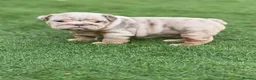 English Bulldog dogs for sale: 🔥 Epic Bullyz Major Daughter X Posher Turkish 🔥  - Advert 13