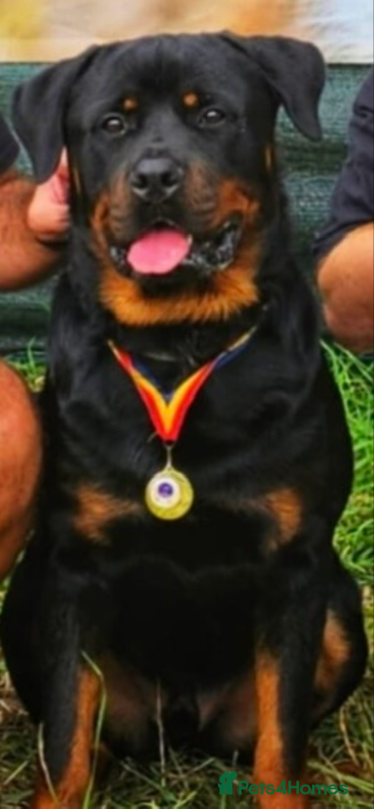 Rottweiler dogs Max Champion  in Walsall - Advert 8