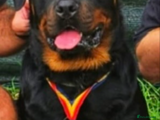 Rottweiler dogs in Walsall - Advert 8