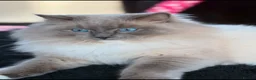 Ragdoll cats for sale: Ragdoll kittens full breed  - Advert 10